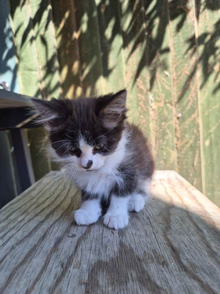 Kittens Ready for new homes