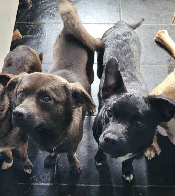 2 male dogs needing loving home have to go together 