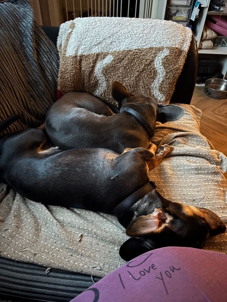 Dachshund cross frenchie pups