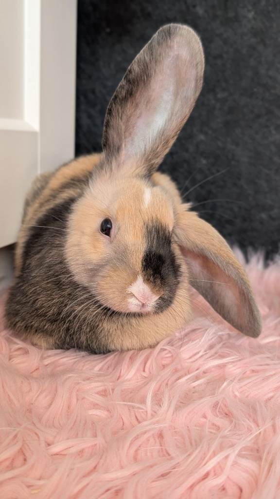 Beautiful bunny girl looking for her forever home