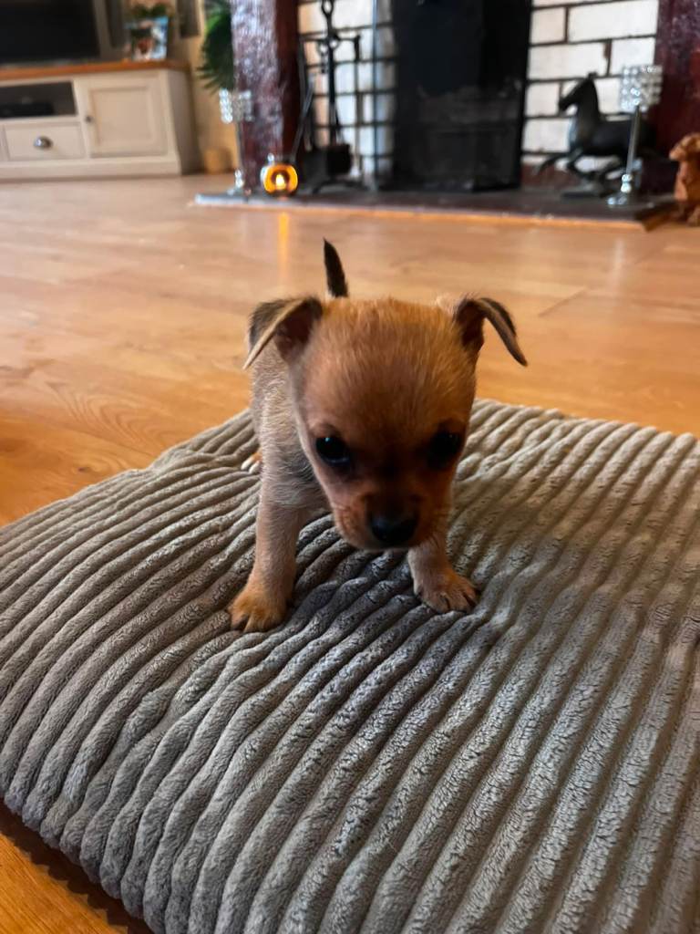 Chihuahua puppies for sale