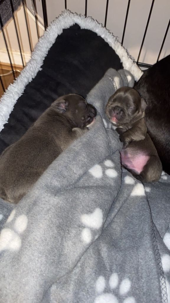 French bulldog puppies 