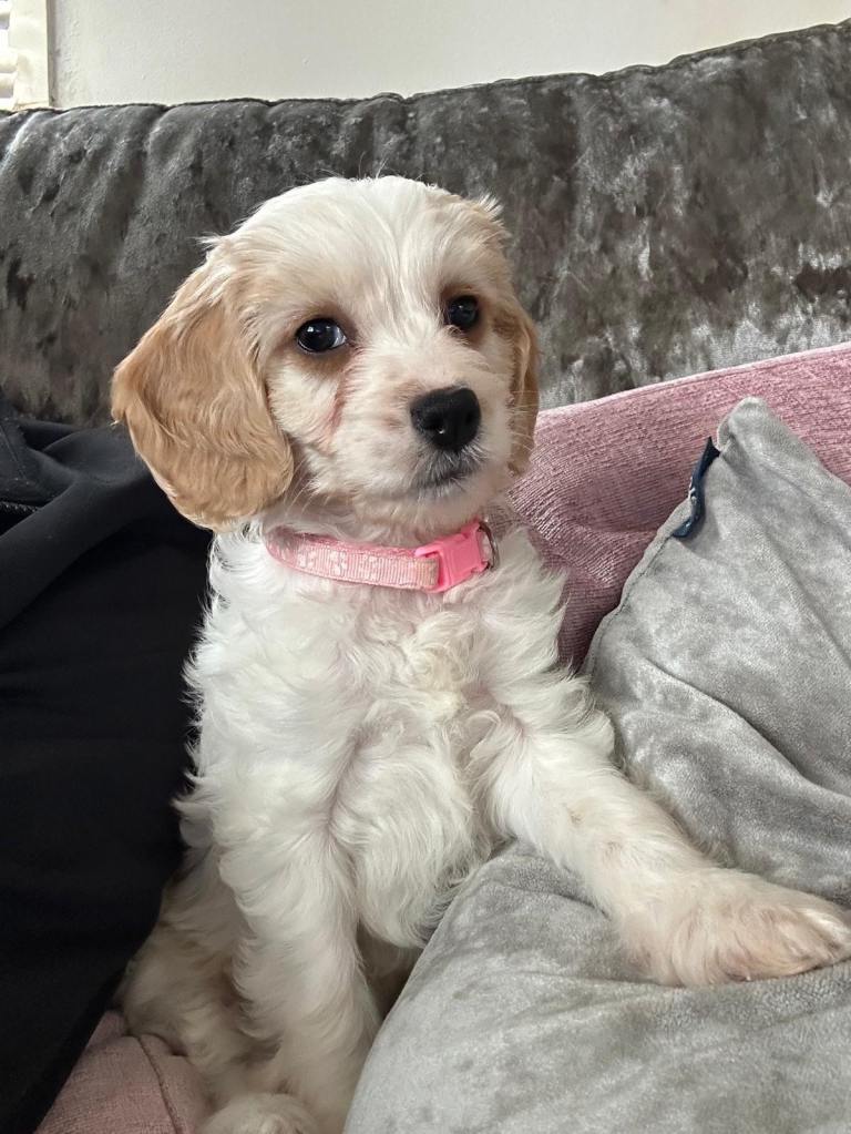 1 GIRL LEFT Cockapoo Puppy READY NOW!