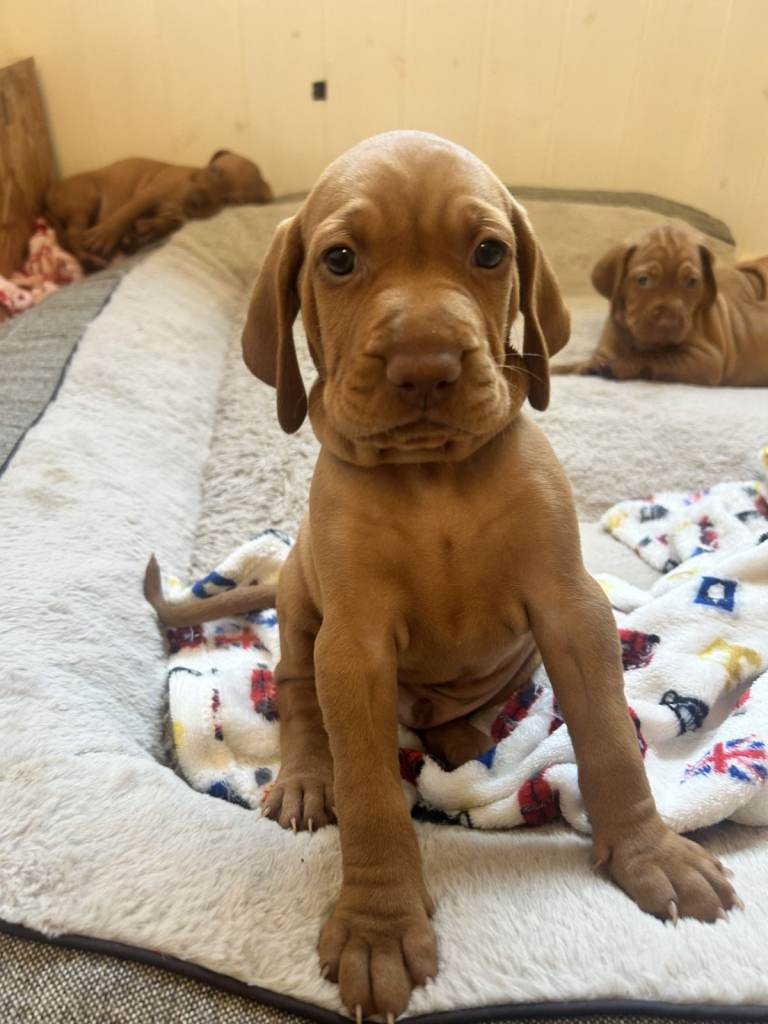 2 remaining beautiful Hungarian Vizsla puppies ready to go to their forever homes on 5th october 