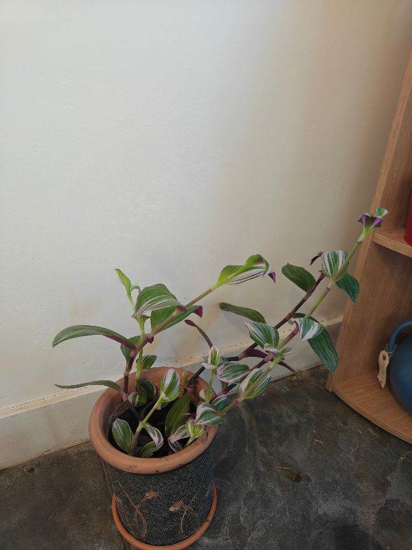 Both plants with the pot 