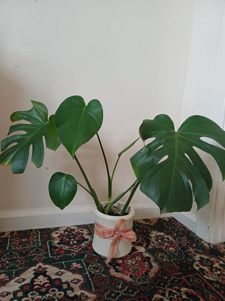 Indoor big size healty monster 🪴 plants 