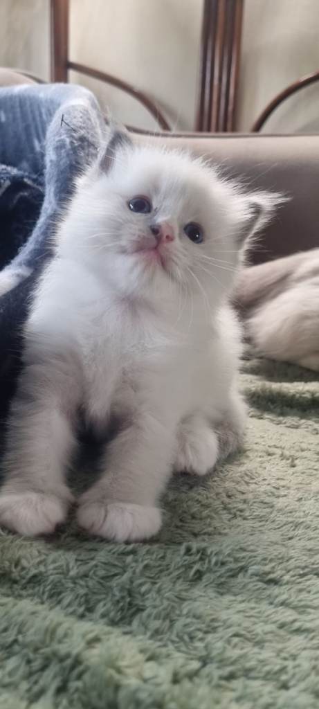 Pure Ragdolls babys 