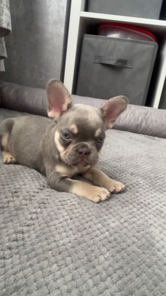 Franchie puppies 