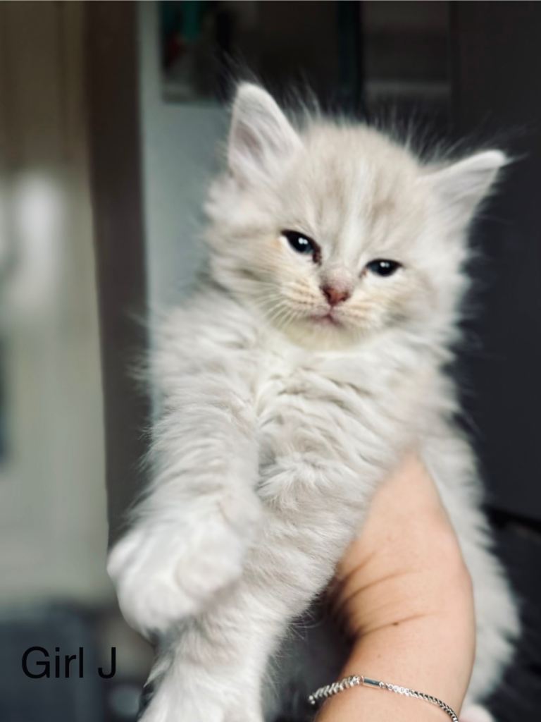 Beautiful Classic and Mink Ragdoll Kittens