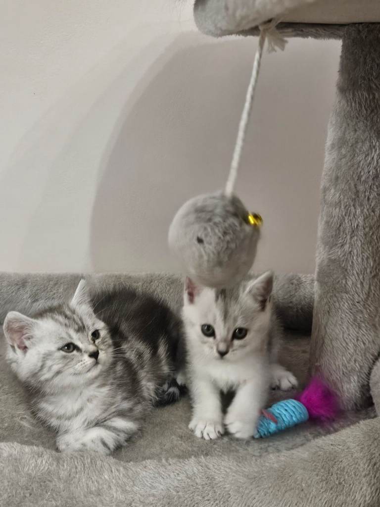 British shothair tabby kittens 