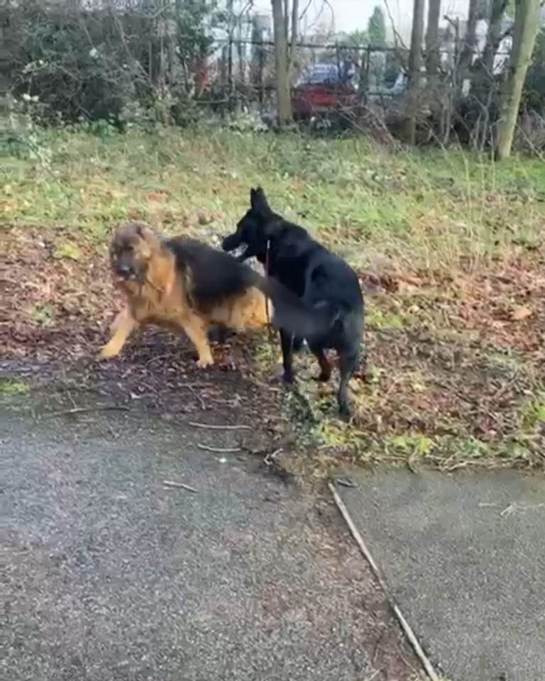 Black German shepherd puppies