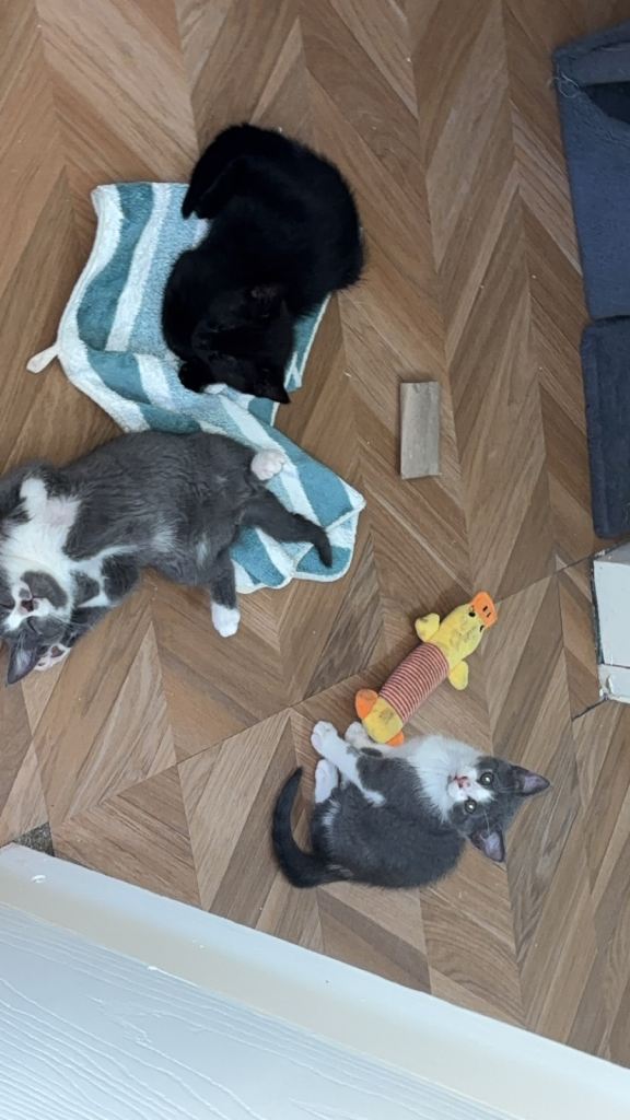Russian Blue x Domestic Shorthair Kittens READ DESCRIPTION 