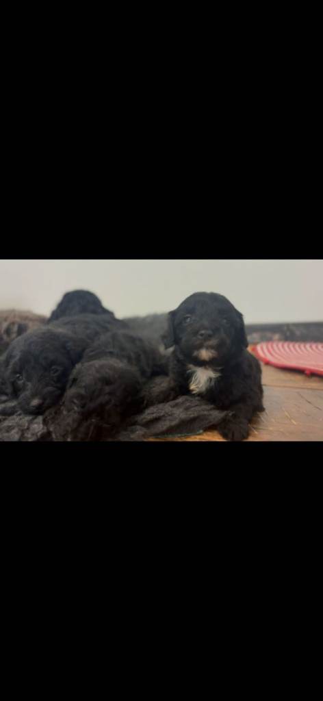 Rare Cavapoochon Puppies Home Raised PRA clea