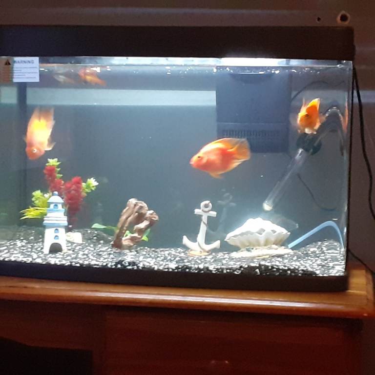 Red blooded parrot fish