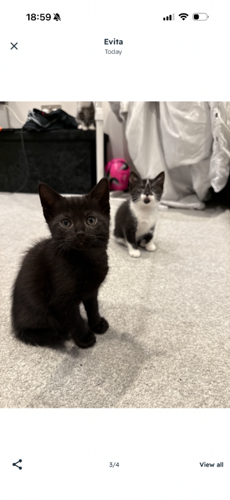 🐾 Russian Blue Kittens/Bengal Tabby – Ready for Reservation! 🐾