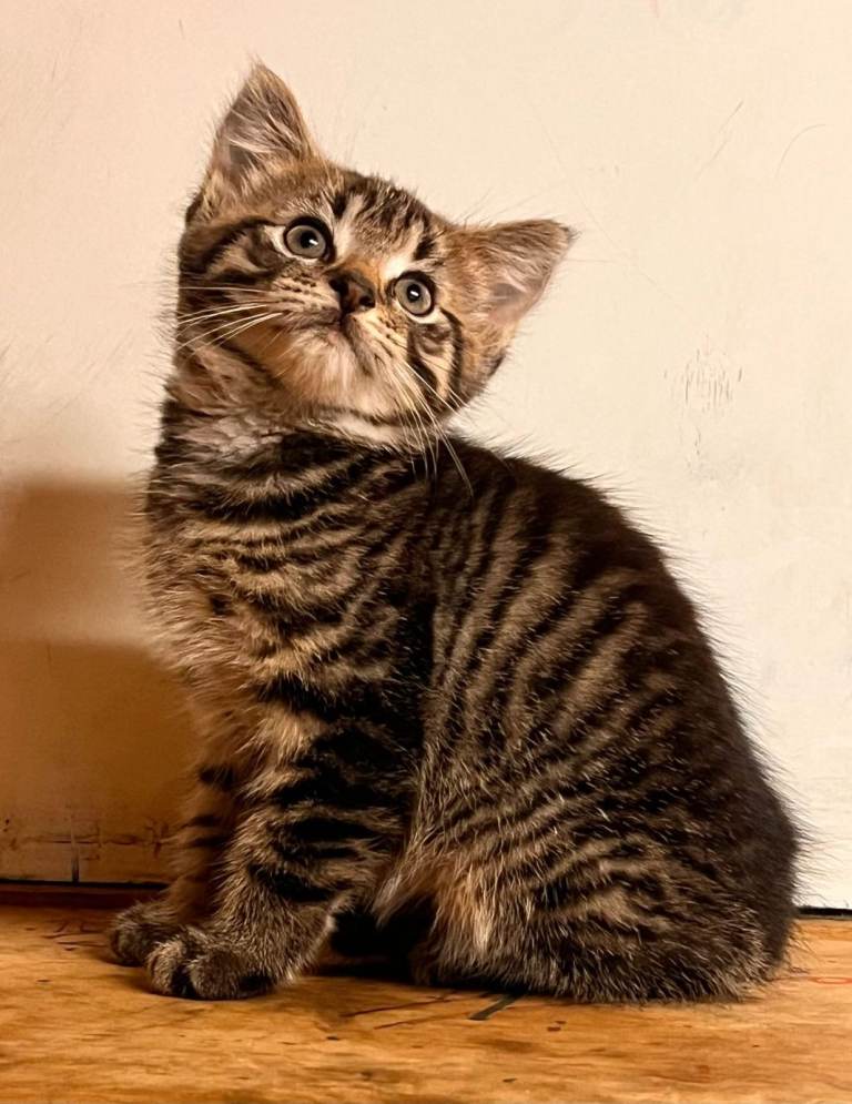 Super cute tabby kitten (male)