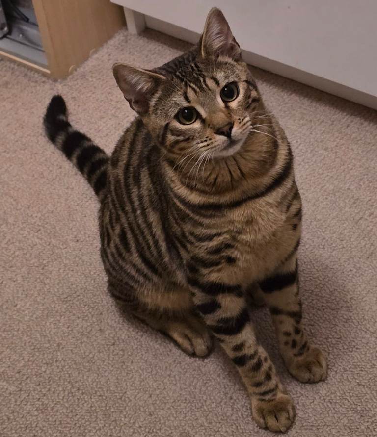 Male Bengal kitten Un Neutered