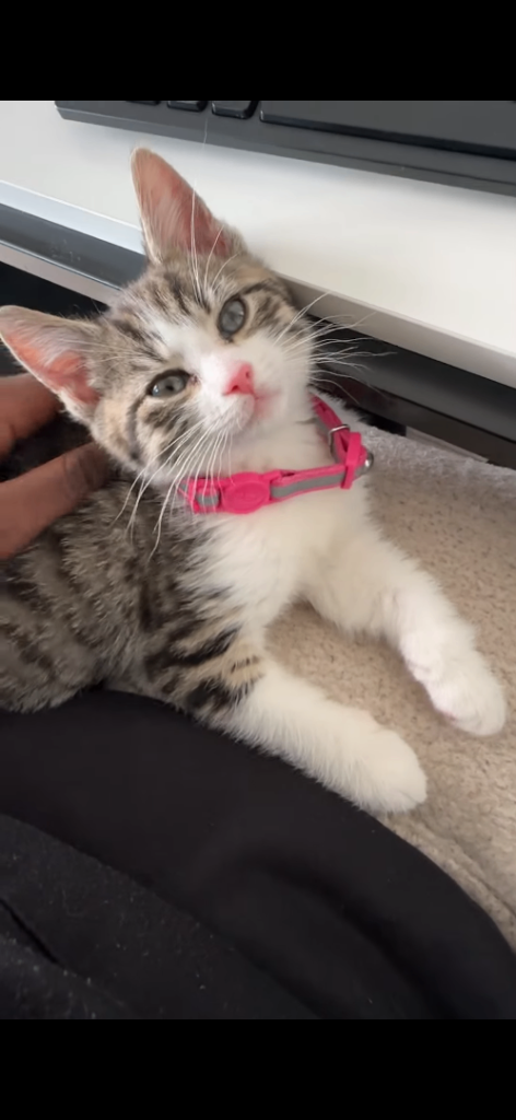 Beautiful Kitten looking for a new home