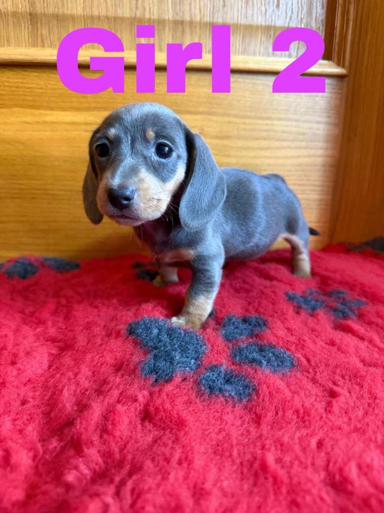 Lovely Purebred Miniature Dachshund Puppies 