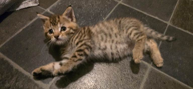 Cute playful kittens looking for new home