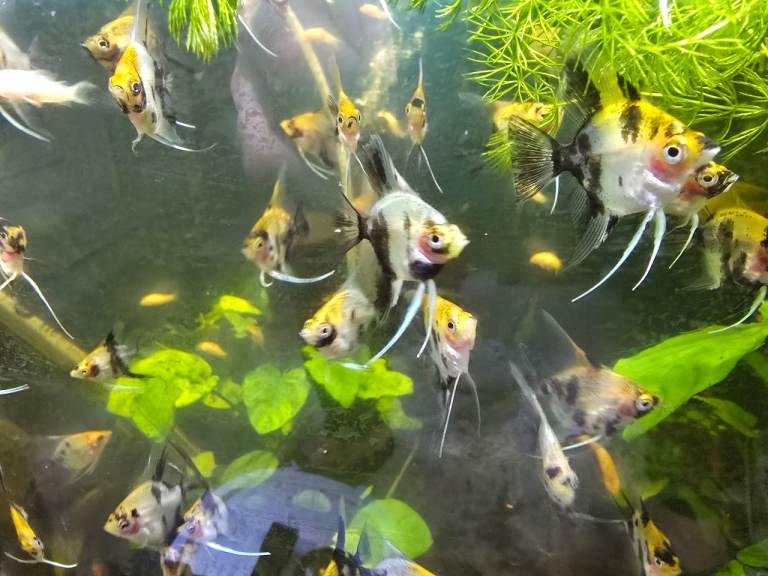 Angels, corydoras, red cherry shrimp 
