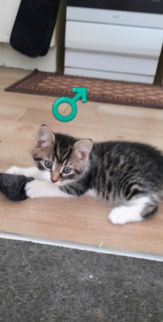 6 Kittens ready for a new home