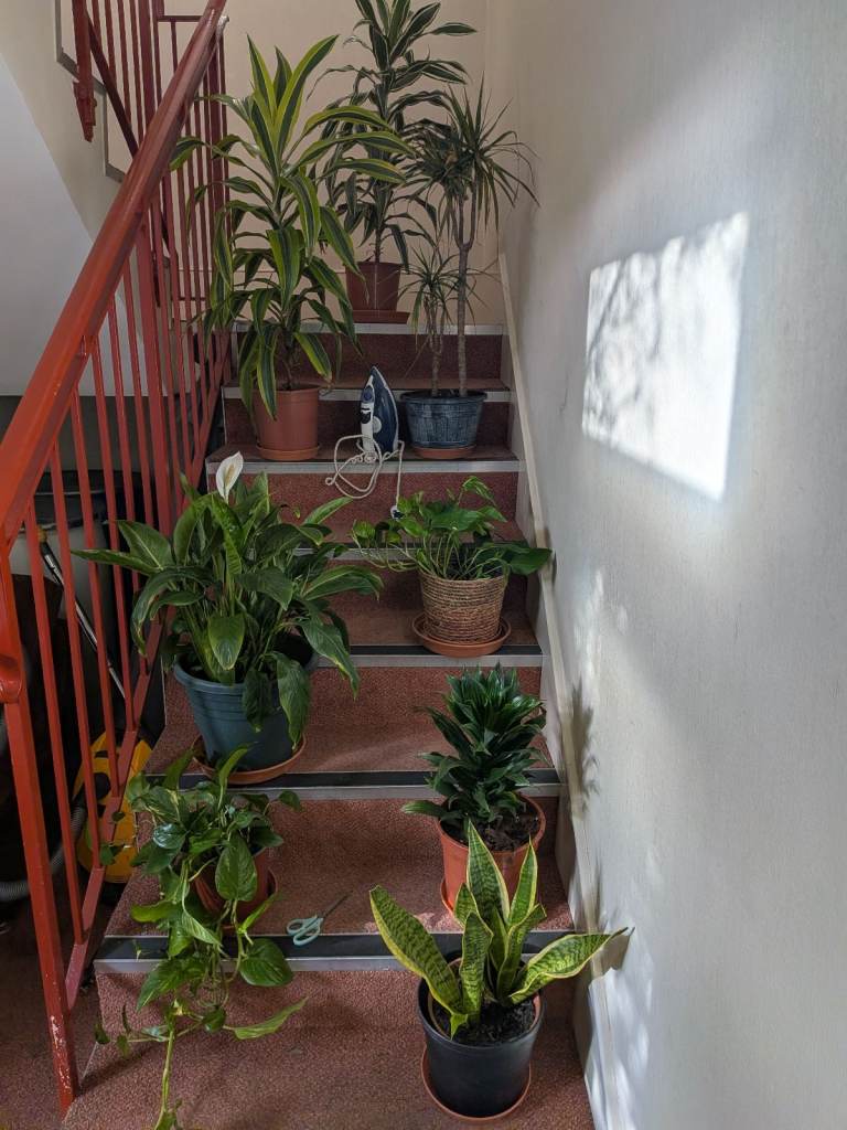 House. Plants for sale