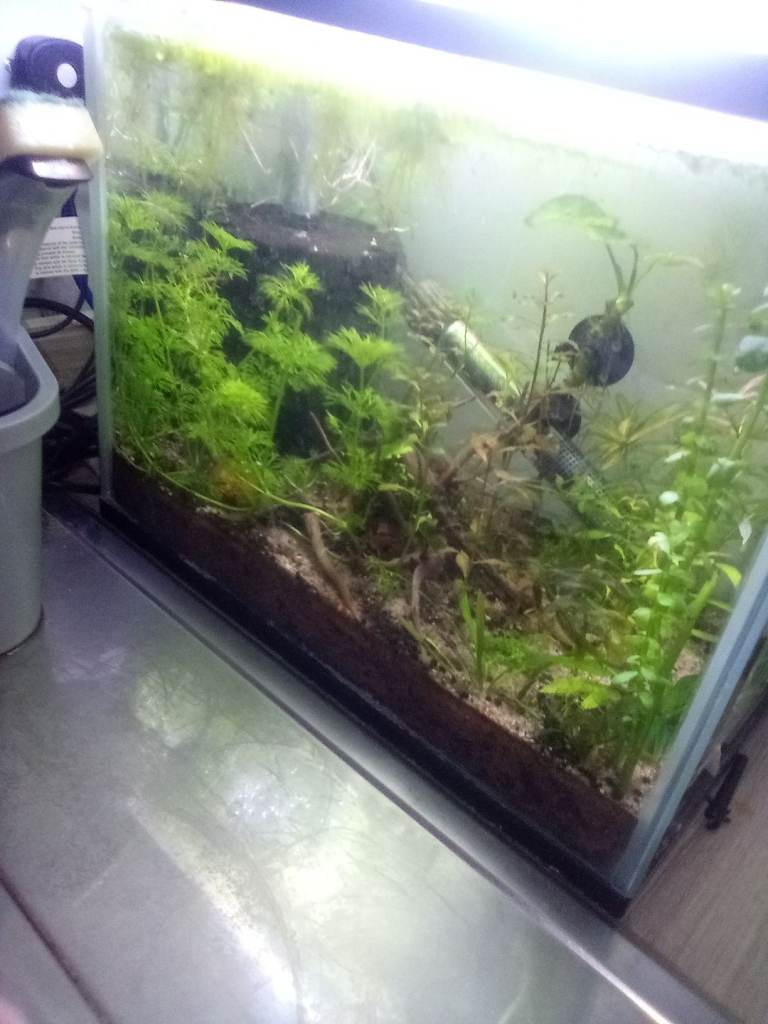 Well establish skittle shrimp tank 