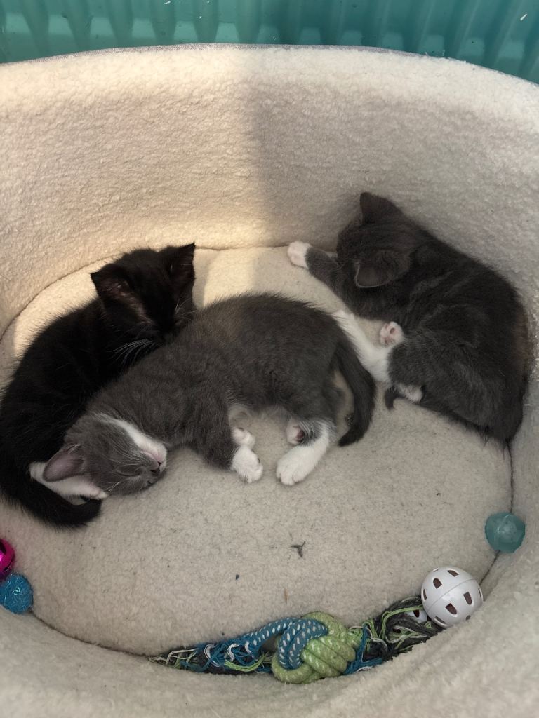 Kitten for sale 