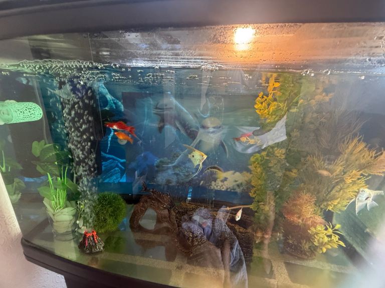 Curved Aquarium with all equipment and Fish 