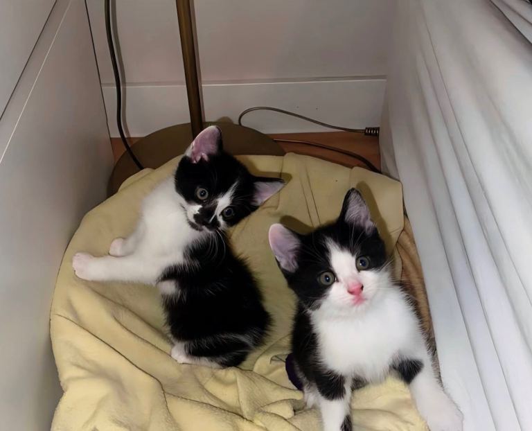 2 male kitties for sale 