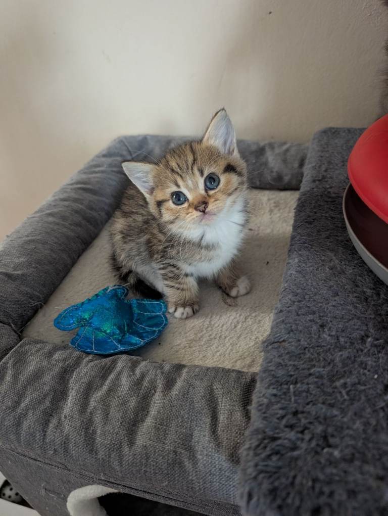 British kittens 