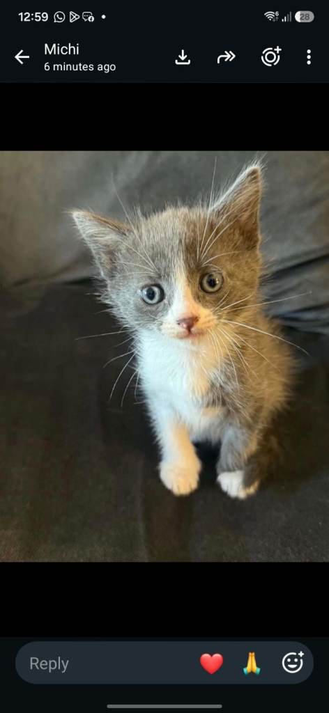 2 KITTENS 