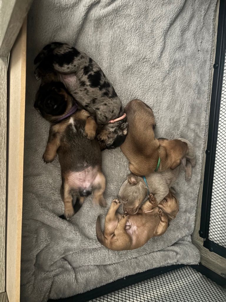Miniature / standard Dachshund pups
