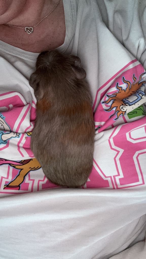 2 female guinea pigs with cage