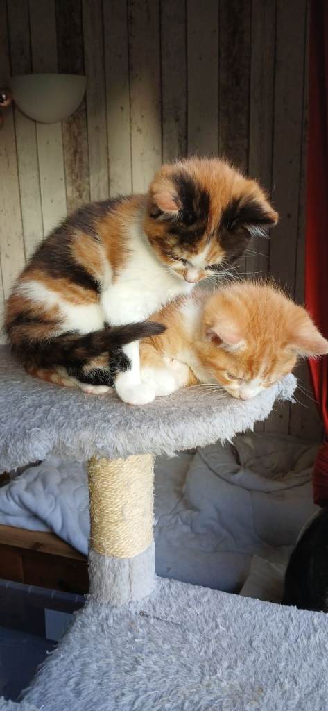 Male and female kittens