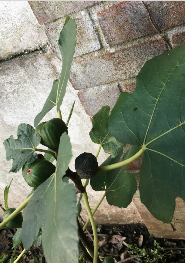 Young fig tree plants already with fruits
