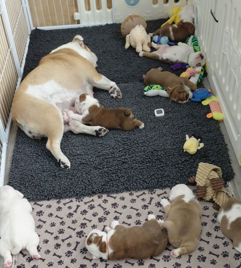English bulldog puppies