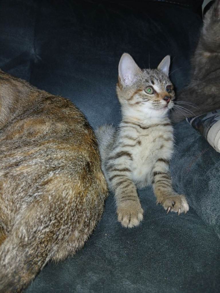 1 beautiful tabby kitten left 
