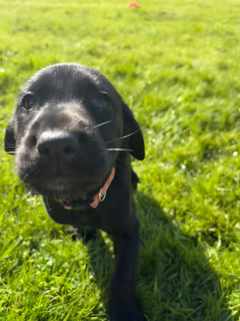 Labrador X Cocker Spaniel Puppies