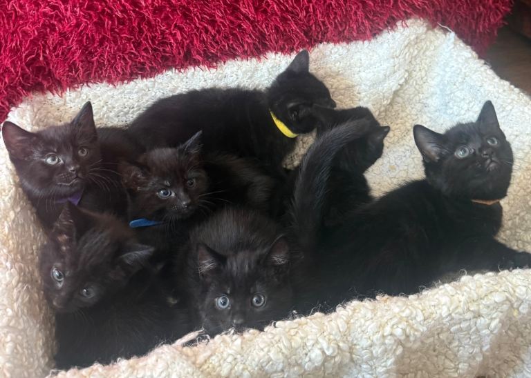7 x Bombay kittens for sale. All total black
