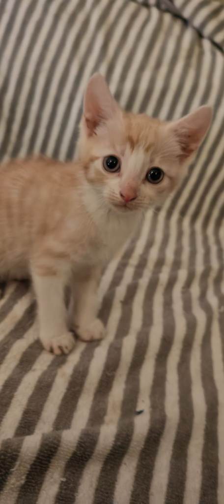 Bengle cross Kittens - Ready to leave