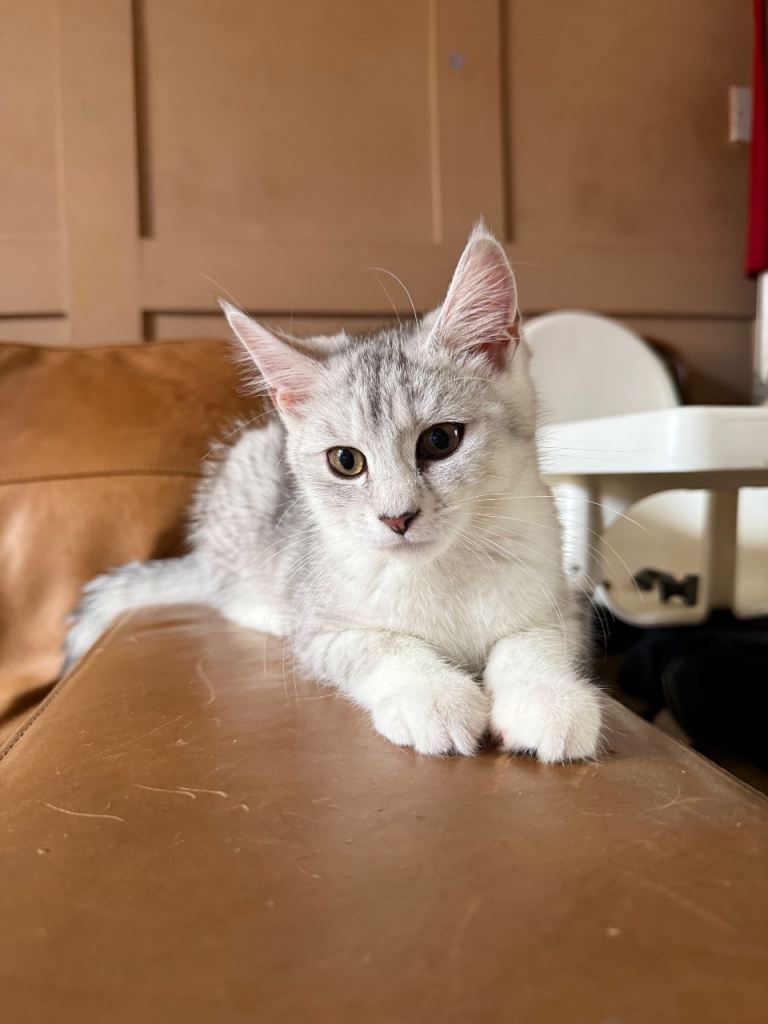 MAINE COON X PERSIAN kitten