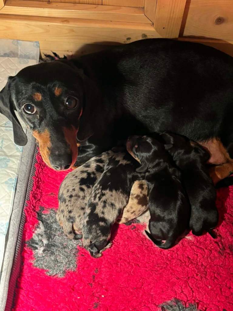 Beautiful litter of 5 dachshund puppies 