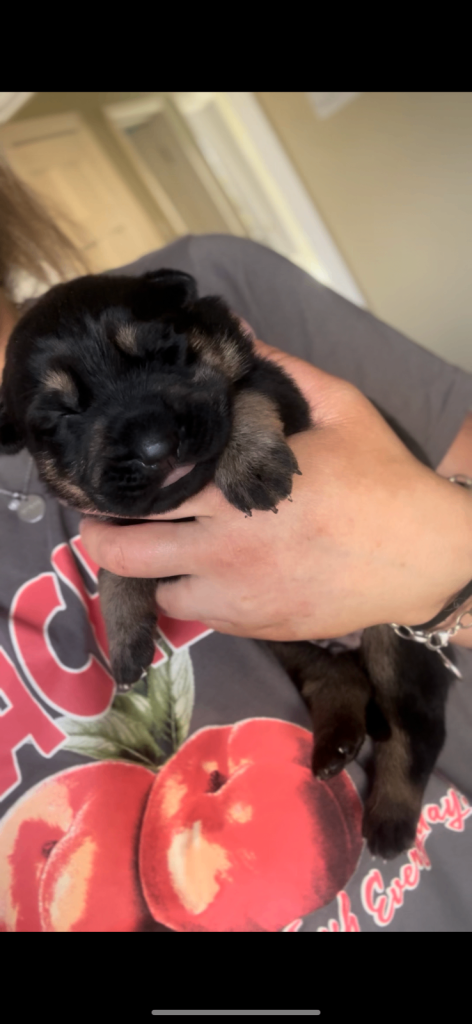 Purebred German shepherd puppies