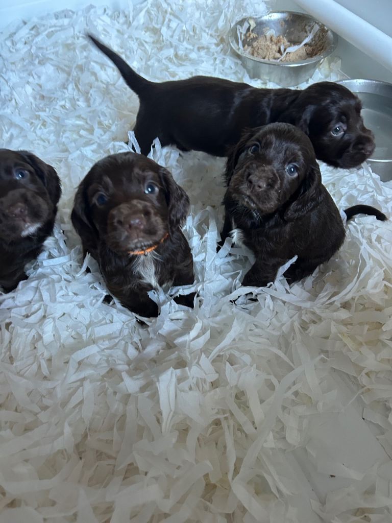 Kc registered cocker spaniel puppies 