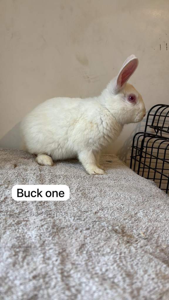 3 bucks for sale -unknown breed-