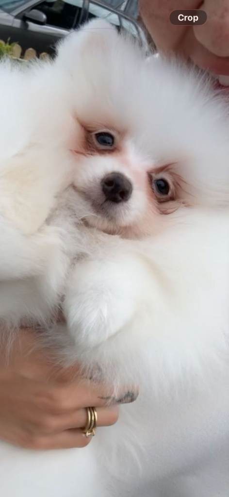 Stunning pomeranian girl