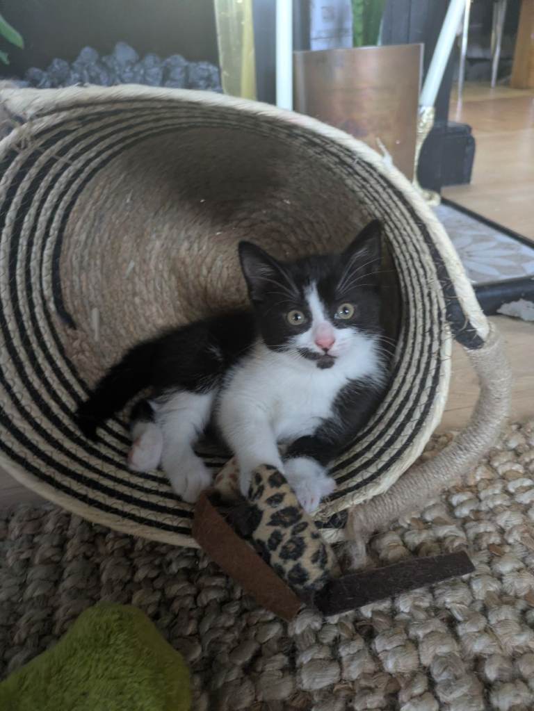 8 week old kitten ready for new home