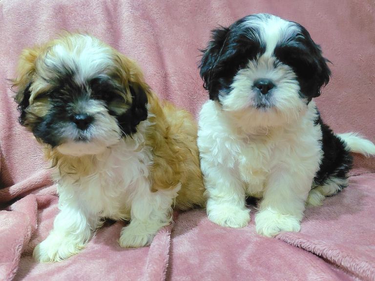 Shih tzu